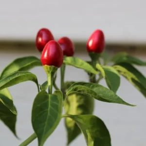 Chiltepin Pepper Plants - Set of 3 Hot Chile Tepin Pepper Live Plants 6-10 Inch Tall for Gardening