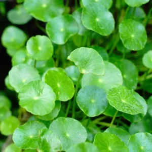 Coin Plant Lucky Plant Money Pennywort Plant 2.5 Inch Pot House Plants Aquatic Plants