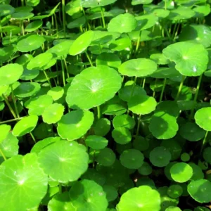 Coin Plant Lucky Plant Money Pennywort Plant 2.5 Inch Pot House Plants Aquatic Plants