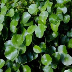 Coin Plant Lucky Plant Money Pennywort Plant 2.5 Inch Pot House Plants Aquatic Plants