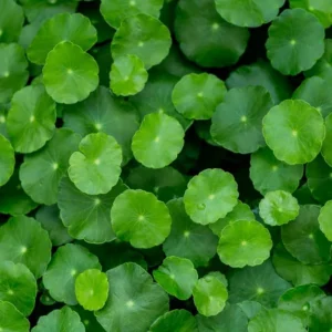 Coin Plant Lucky Plant Money Pennywort Plant 2.5 Inch Pot House Plants Aquatic Plants