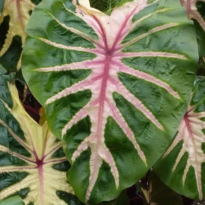 Colocasia Live Plants Combo - Pink Green Elephant Ear Taro, 5-8 inch Alocasia Houseplant