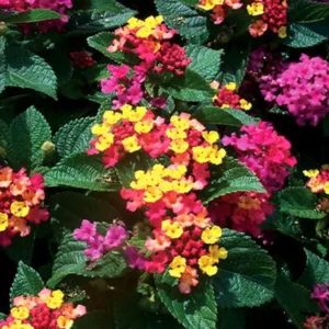 Colorful Lantana Plants Live - 4 Inch Pots - Outdoor Perennial Flowers