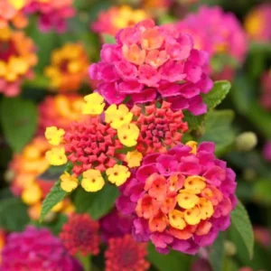 Colorful Lantana Plants Live - 4 Inch Pots - Outdoor Perennial Flowers