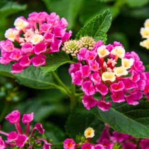 Colorful Lantana Plants Live - 4 Inch Pots - Outdoor Perennial Flowers