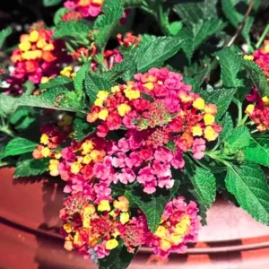 Colorful Lantana Plants Live - 4 Inch Pots - Outdoor Perennial Flowers