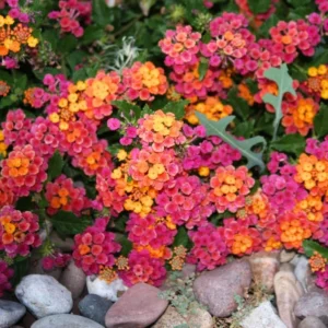 Colorful Lantana Plants Live - 4 Inch Pots - Outdoor Perennial Flowers