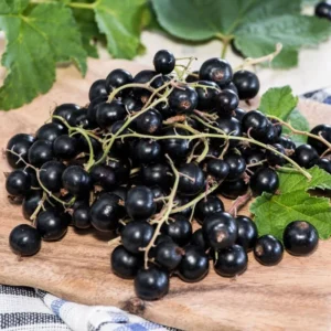 Consort Black Currant Plant Live - 2 Year Bareroot Currant Bush for Fruit Production