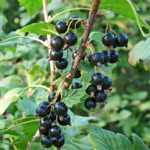 Consort Black Currant Plant Live - 2 Year Bareroot Currant Bush for Fruit Production