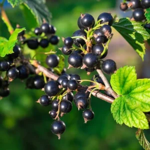 Consort Black Currant Plant Live - 2 Year Bareroot Currant Bush for Fruit Production