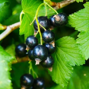 Consort Black Currant Plant Live - 2 Year Bareroot Currant Bush for Fruit Production