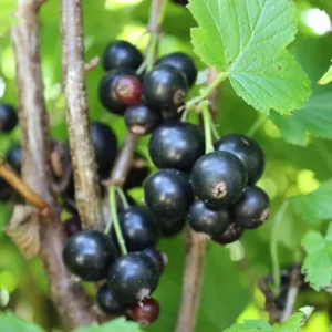 Consort Black Currant Plant Live - 2 Year Bareroot Currant Bush for Fruit Production