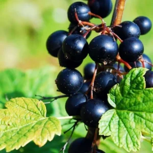 Consort Black Currant Tree Live Plant - 2 Year Bareroot Currant Bush Fruit Tree