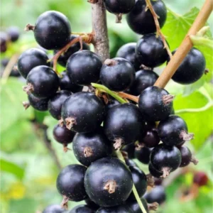 Consort Black Currant Tree Live Plant - 2 Year Bareroot Currant Bush Fruit Tree