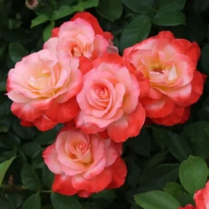 Coral Rose Plant Live Fragrant Heirloom Bush 6-10 Inch Climbing or Shrub