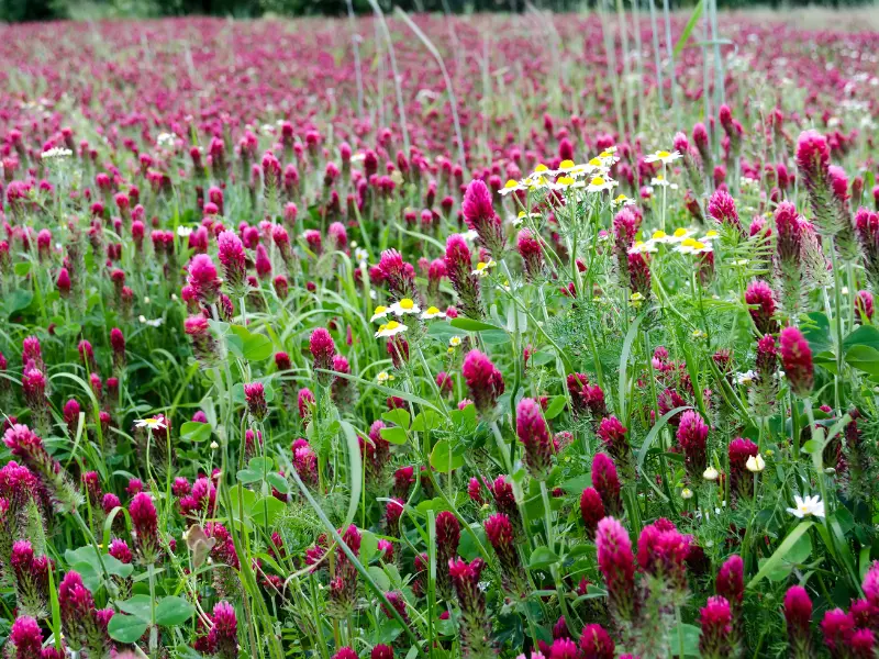 Crimson Clover