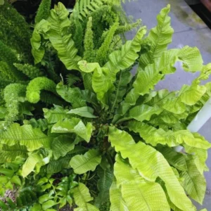 Crocodile Fern Plants Live - 3 Pack - 4 Inch Tall Indoor Outdoor Ferns