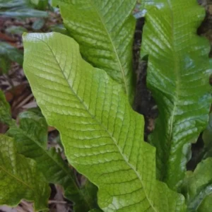 Crocodile Fern Plants Live - 3 Pack - 4 Inch Tall Indoor Outdoor Ferns