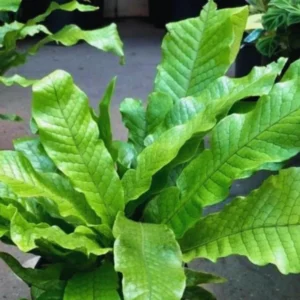 Crocodile Fern Plants Live - 3 Pack - 4 Inch Tall Indoor Outdoor Ferns