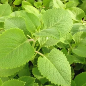 Cuban Oregano Plants Live - 6 Green Plants 3-5 Inches Tall Well Rooted