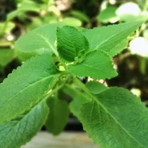 Cuban Oregano Plants Live - 6 Green Plants 3-5 Inches Tall Well Rooted