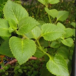 Cuban Oregano Plants Live - 6 Green Plants 3-5 Inches Tall Well Rooted