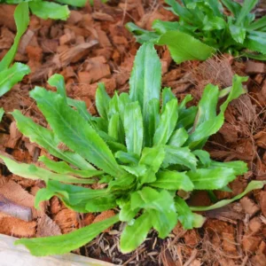 Culantro Plant Live Clump - Recao Cilantro Herb 6-8 Inch Fragrant Vegetable