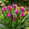 Curcuma Turmeric Ginger Plants Live - 4-8 Inch Tall for Garden Planting