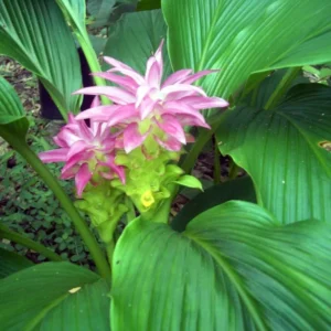 Curcuma Turmeric Ginger Plants Live - 4-8 Inch Tall for Garden Planting