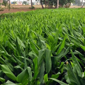 Curcuma Turmeric Ginger Plants Live - 4-8 Inch Tall for Garden Planting