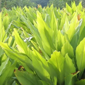 Curcuma Turmeric Ginger Plants Live - 4-8 Inch Tall for Garden Planting