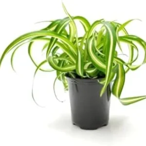 Curly Spider Plant Live - 3.5 Inch Pot - Easy Care Houseplant