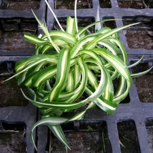 Curly Spider Plant Live - 3.5 Inch Pot - Easy Care Houseplant