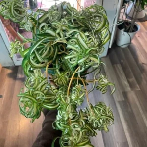 Curly Spider Plant Live - 3.5 Inch Pot - Easy Care Houseplant