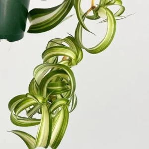 Curly Spider Plant Live - 3.5 Inch Pot - Easy Care Houseplant