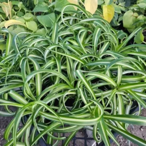 Curly Spider Plant Live - 3.5 Inch Pot - Easy Care Houseplant