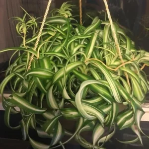 Curly Spider Plant Live - 3.5 Inch Pot - Easy Care Houseplant