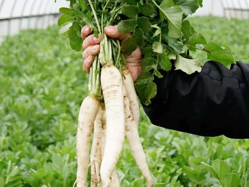 Daikon Radish