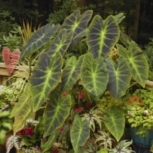 Dark Leaf Colocasia Live Plant - Taro Elephant Ear Alocasia Esculenta 5-8 Inch