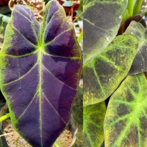 Dark Leaf Colocasia Live Plant - Taro Elephant Ear Alocasia Esculenta 5-8 Inch