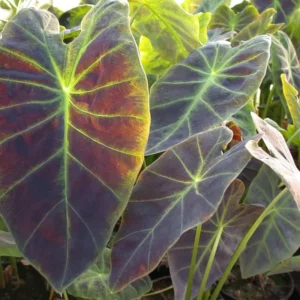 Dark Leaf Colocasia Live Plant - Taro Elephant Ear Alocasia Esculenta 5-8 Inch