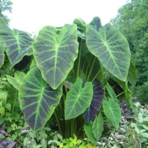 Dark Leaf Colocasia Live Plants - 2 Pack Elephant Ear Taro - 5-8 Inch Starter Plants