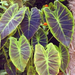 Dark Leaf Colocasia Live Plants - 2 Pack Elephant Ear Taro - 5-8 Inch Starter Plants