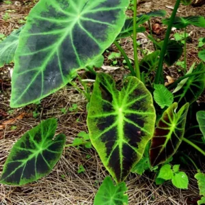 Dark Leaf Colocasia Live Plants - 2 Pack Elephant Ear Taro - 5-8 Inch Starter Plants