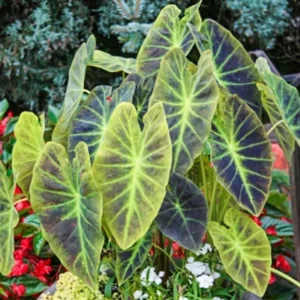 Dark Leaf Colocasia Live Plants - 2 Pack Elephant Ear Taro - 5-8 Inch Starter Plants