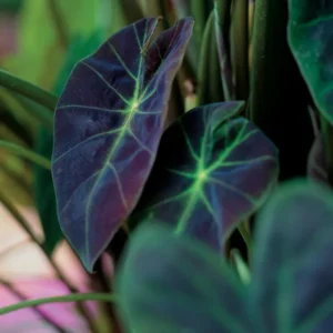 Dark Leaf Colocasia Live Plants - 2 Pack Elephant Ear Taro - 5-8 Inch Starter Plants