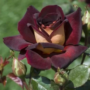 Dark Night Rose Bush Live Plant - Hybrid Tea, Deep Red Yellow Flowers