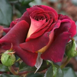 Dark Night Rose Bush Live Plant - Hybrid Tea, Deep Red Yellow Flowers