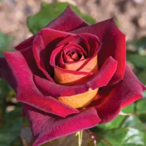 Dark Night Rose Bush Live Plant - Hybrid Tea, Deep Red Yellow Flowers