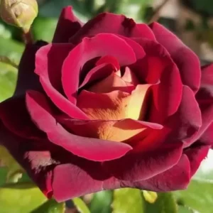 Dark Night Rose Bush Live Plant - Hybrid Tea, Deep Red Yellow Flowers